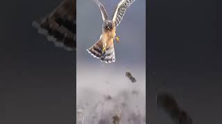 The World's Fastest Hunter: The Peregrine Falcon