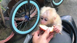 Princess Shin is a Pure White Albino Monkey | Monkey Baby SHin | Cute animal videos