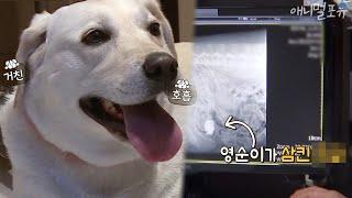 충격! 리트리버 배 속에 있으면 안되는 것이 있다? [나는 아픈개와 산다], KBS 200625 방송