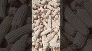 Maize #agriculture