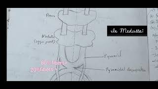 Pyramidal Tract | Corticospinal Tract Lesions , Funtions