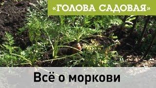 Голова садовая - Всё о моркови