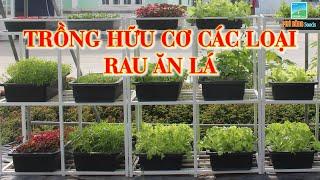 HƯỚNG DẪN TRỒNG HỮU CƠ CÁC LOẠI RAU ĂN LÁ (CẢI, DỀN, ĐAY, RAU MUỐNG, TẦN Ô, XÀ LÁCH, MỒNG TƠI,...)