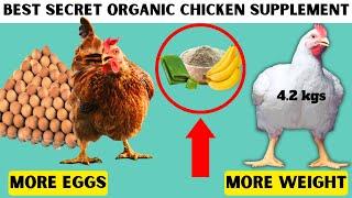 STOP WASTING MONEY ON CHICKEN SUPPLEMENTS AND DEWORMERS | USE THIS ORGANIC HOMEMADE SUPPLEMENT