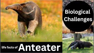 Anteater