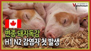 [밴조선영상뉴스] 인플루엔자 A형 (H1 N2) 감염자 미세한 증상 후 회복... 당국 조사중