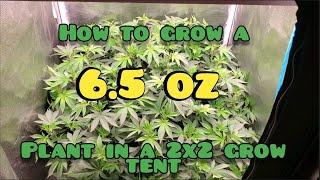 How To Grow A 6.5 Oz Plant inside of a 2x2 Grow Tent step by step  , #MarsHydroFC-3000