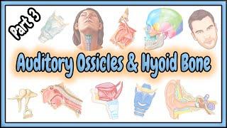 70. Auditory Ossicles || Hyoid Bone || Axial Skeletal System