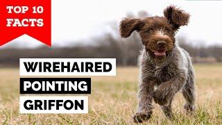 Wirehaired Pointing Griffon - Top 10 Facts