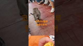 코타키나발루 원숭이투어  #코타키나발루여행 #말레이시아 #말레이시아여행 #원숭이투어 #봉가완