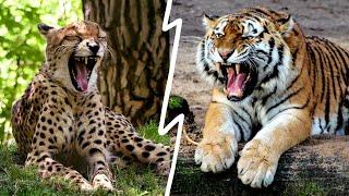 CHEETAH vs TIGER | Can Tiger Win? | By Mr JAM Speaks