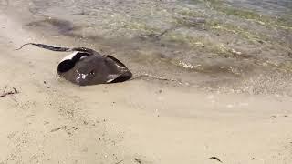86cm stingray catch Gold Coast canal fishing