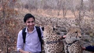 Walking a Cheetah at Chaminuka in Zambia