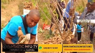 Découverte la production de manioc Dali sur Un hectare