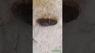 A Hidden Nest in the Earth – Nature’s Coolest Shelter! #birds #nature #wildlife #animalplanet #nest