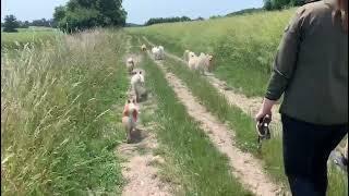 Sooo viele Islandhunde und keiner bellt ️ Steinunn's R' Wurf & Steinunn's Kennel