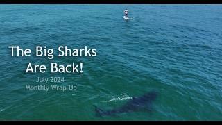 Big Great White Sharks Are Back! July 2024 Wrap-Up