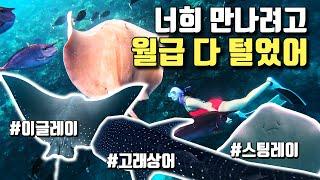 다이빙 즐기다 알거지된 부부 | 몰디브 럭셔리 바다투어 | 드디어 만난 이글레이, 스팅레이,만타레이  | 【몰디브3】