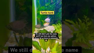 Our new pet! Kids love him! #babyturtle #turtle #petturtle #pondlife #turtletank #pets