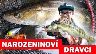 Narozeninoví dravci, nový TOP wobbler