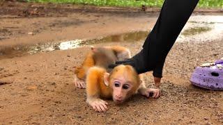 Never want to say goodbye from Stumptail Rusty To mom KT Reaction Do not want to leave | Abandoned