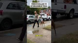 E COLLAR WALK THROUGH | Dog training