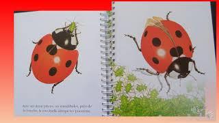 La coccinelle mes premières découvertes