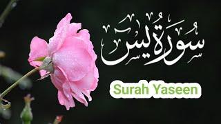 Reciting Surah Yaseen Episode 001| Quran Reciter | Online Quran Tilawat |