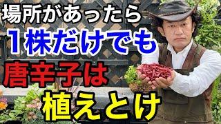 【絶対損しない】唐辛子の目からウロコの活用法教えます　　【カーメン君】【S＆B】【園芸】【初心者】
