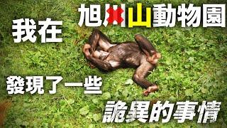 旭川最知名景點之一的旭山動物園到底值不值得去？