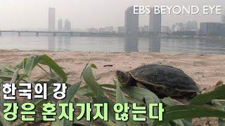 한국의 강 - 강은 혼자가지 않는다 l 한강ㅣ Han River