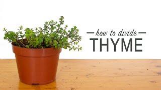 How to Divide Thyme