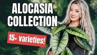 Revealing my $2000+ Alocasia Collection | Rare Houseplant Tour 2025