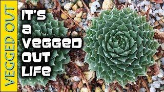 VEGGED OUT LIFE - WINTER GREENHOUSE SEMPERVIVUM SUCCULENTS PLANT BASED LIFESTYLE