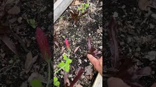 How To Pick Your Greens