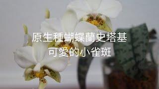 [EN SUB/中文字幕] 原生種蝴蝶蘭史塔基stuartiana+超市蘭花 不香但隨便照顧還是開花 | 養護技巧 | 蘭花種植