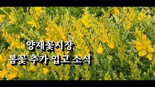 봄꽃 추가입고 양재꽃시장 소식~   #식물튜브 #plant tube #양재꽃시장 #양재동꽃시장 #고추 #토마토 #베고니아 #메리골드