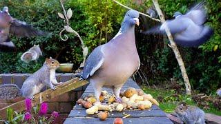 [NO ADS] Katzen TV  Vögel und Eichhörnchen fressen an einer Wand ️️ Videos für katzen