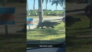 Gigantic Gator Strolls Down Florida Street || ViralHog