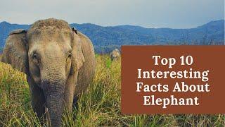 Top 10 Interesting facts|Elephants|Facts Made Simple