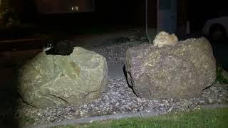 2 Cats. 2 Boulders. Guarding the Catnip Crop.