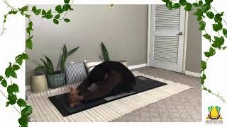 Kemetic Yoga forward bend pose w/ leg over shoulder pose