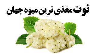 توت مغذی ترین میوه