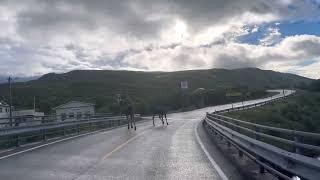 Wild moose on Vestvågøy (Lofoten) - Elche auf den Lofoten