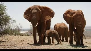 Ex-Orphan Elephant Mudanda's Hours-Old Baby | Sheldrick Trust