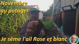 Novembre au potager je plante les ails rose et blanc