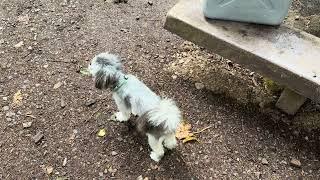 Oscar the math dog living his life at a campground