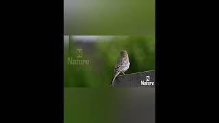 nature | Common chaffinch | Purple finch | finch | bird | forest |beautiful scene|PT2|EP2|️️