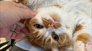 【直播】最近小区爆发猫瘟，好几个小浪浪去了喵星｜李喜猫