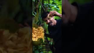 jack fruit - from the tree
